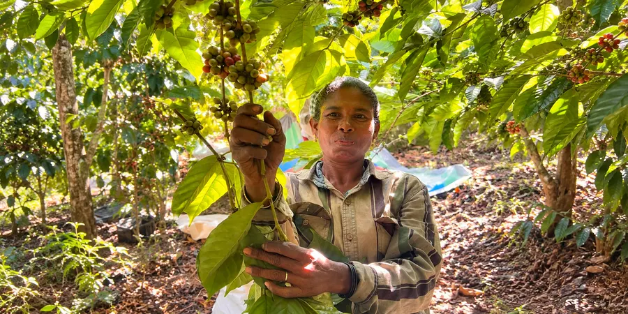 Archive photo of the first harvest