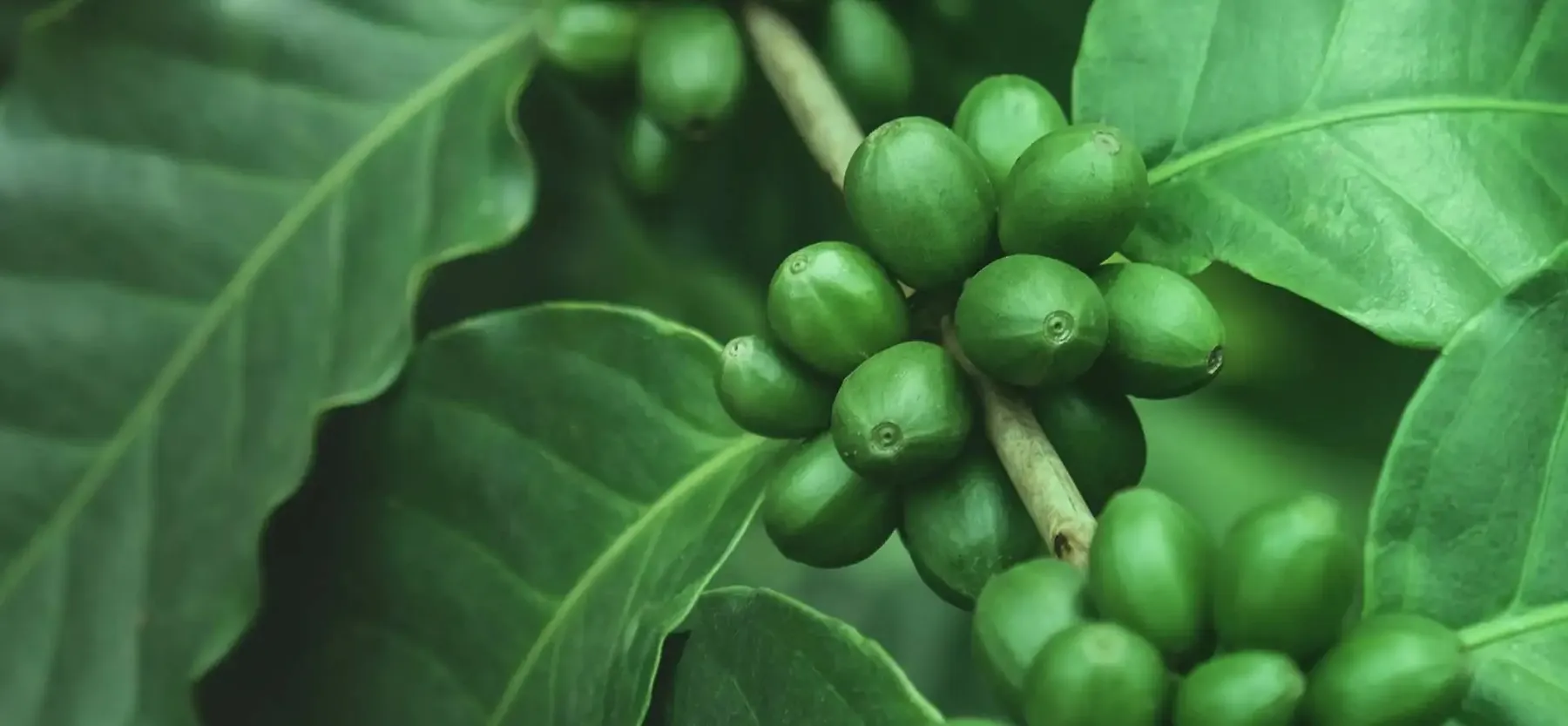 non-ripenered coffee berries